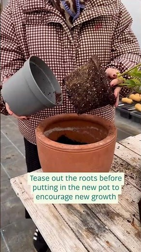 Can I grow blueberries in a pot?