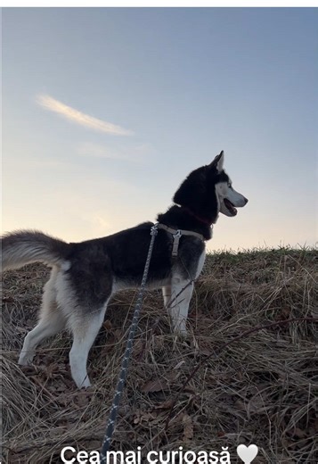 Un cățel curios 🩵🩷 #luna #husky #animalsoftiktok #dogmom #funnydog TikTok