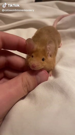 The Sweetest Boy Mouse - Fancy Mouse Breeder TikTok Video