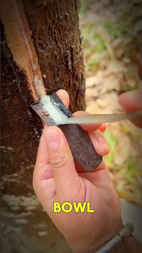 The Genius Method for Harvesting Natural Rubber
