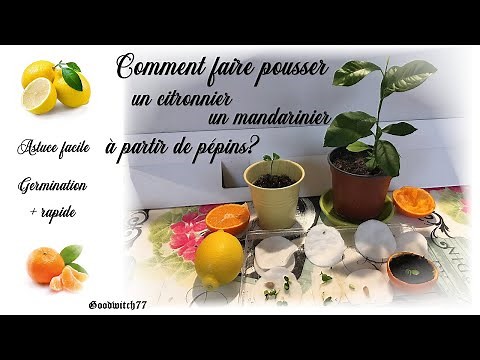 How to grow a lemon or mandarin tree at home by germinating seeds faster?