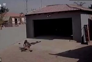 2M views · 27K reactions | THESE are some of the benefits of having a dog for security in your yard | Zambian Post | Facebook