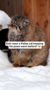 Pallas’s cats, also called manuls, are small wild cats native to the high, cold grasslands and rocky steppes of Central Asia, including Mongolia, China, and parts of Russia. They live in harsh, windswept environments where temperatures can drop very low, so their dense, fluffy fur helps them stay warm. These cats are elusive and prefer rocky crevices or burrows for shelter. They’re built for stealth, often relying on camouflage and stillness to avoid predators and to sneak up on prey like pikas 