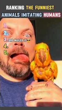 Ranking the Funniest Animals Imitating Humans