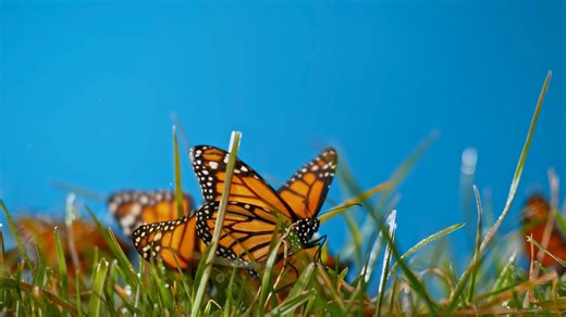 Butterflies: Stunning footage of colorful insects under threat - Worldwide