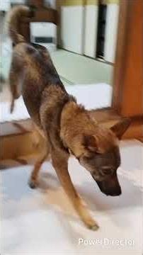 愛犬のご馳走【アイシア 国産ポークステーキとかぼちゃサラダ】