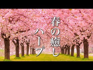Spring Harp Collection【Relaxing Music】Deep Sleep, Meditation, Concentration Music♪