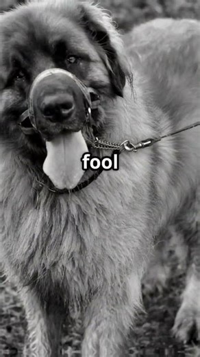 Leon Berger Dog Documentary #Leonberger #DogLovers #DogFacts #LeonbergerDog #DogDocumentary