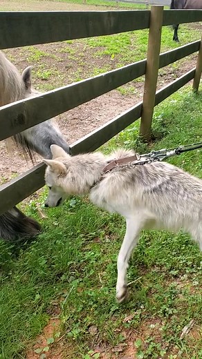 Can wolves coexist? | Guardians Of The Wolves