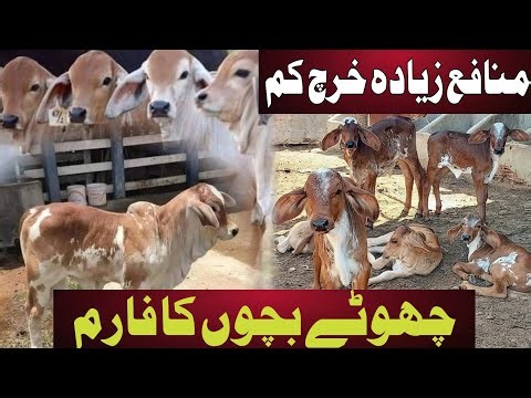 Cow Baby Farming with Low Investment | High Profitable Cow Farming Business in Pakistan