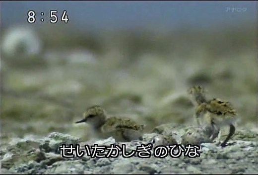 2008年9月29日 おかあさんといっしょ せいたかしぎのひacな Okaasan to Issho With Mother Hawksbill chicks