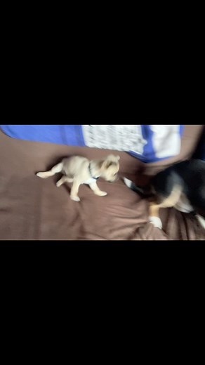 Update! The boys are finally best friends! After a week of getting to know each other, they started to play with each other (very gently!) | Andy Morrison