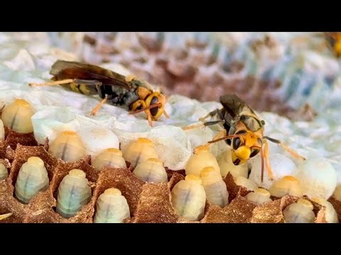 Absolutely incredible! I recorded a tiny bee's amazing journey from birth to full growth!
