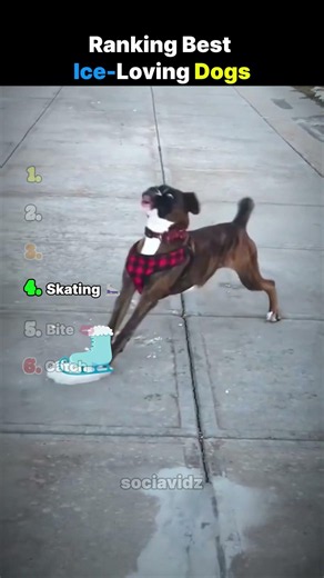 Ranking Best Ice-Loving Dogs!! Moments 🐶