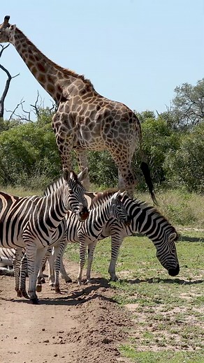 1.3M views · 10K reactions | Giraffes and Zebras Roaming Together in The Wild! | Ruby Reid | Facebook