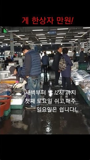 몸땡이 깨끗이 씻은 갑오징어 4마리 23000원! 싸네 가성비 갑! #가락시장 #수산시장#게#수산물#오징어