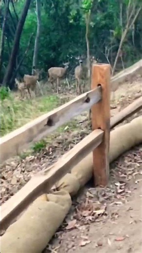 Deer!! China Camp State Park Camping Hike with Deer! #bayarea #stateparks