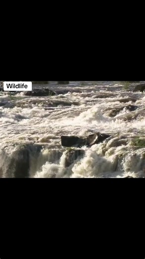 ‏😍#viralvideo #wiledlife #flypシ #viraltiktok #wildanimals