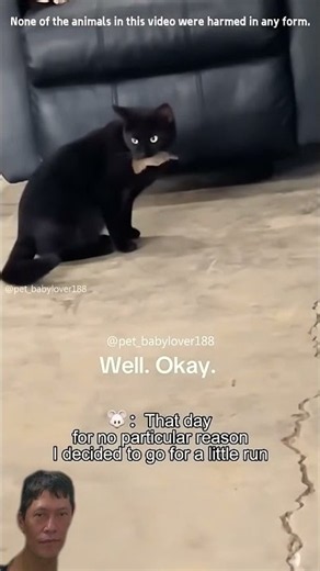 Bro Really Challenged a Cat #funny #fun #funnyvideo #funnyshorts #funnyvideos #funnymoments #lol