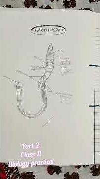 #shorts | KVS | Class 11 Biology Practical File | Class 11 Biology Practical | Part 2