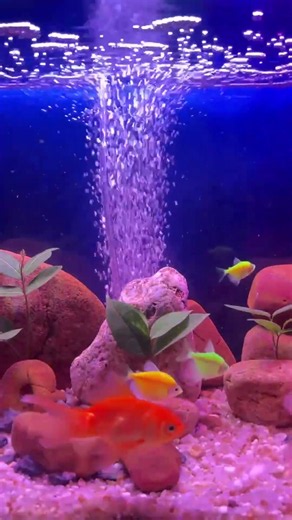 Relaxing Aquarium Fish Tank 4K UHD 🌊 Peaceful Underwater World for Sleep