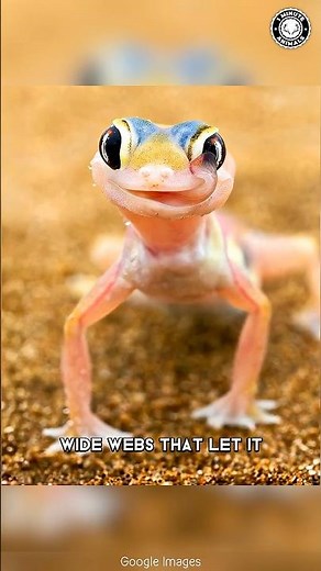 Web-Footed Gecko 🤯 Drinks Water Through Its EYES!