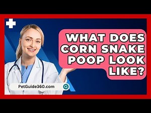 What Does Corn Snake Poop Look Like? - PetGuide360.com
