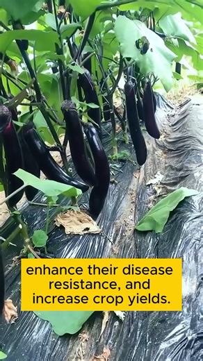 1.4M views · 24K reactions | Professional root stimulation formula #gardeninggoals #gardeningistherapy #gardeningtips #gardeninglife #gardening_love #gardeninguk #gardening101 #gardeningtools #gardeningislife #gardeningtherapy #gardeningknowhow #gardeningseason #gardeningismytherapy #gardeningmakesmehappy #gardeningaustraliamag #gardeningday #gardeningideas #gardeningphoto | Pro Gardening | Facebook