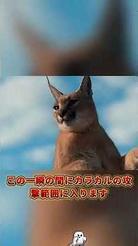 カラカル#funny #野生動物 #自然 #面白い #動物世界 #facts #interestingfacts