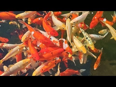 Beautiful Koi Pond Fish Live