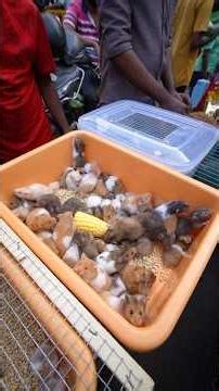 Cheapest and ￼cutest hamsters & mice ￼🐹🥰