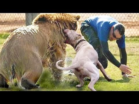 Dogs Heroes Protecting Their Owners !