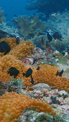 Der Clownfisch führt ein Leben in vollkommener Symbiose. Nur selten bewegt er sich von seiner auserkorenen Anemone fort. "Wunderwelt Korallenriff: Ambon" JETZT in der Mediathek: https://www.welt.de/mediathek/serie/natur-und-wildlife/sendung236976495/Wunderwelt-Korallenriff-Ambon.html #clownfish #clownfisch #marineanimals #findetnemo #coralreef #korallenriff #oceanlife #anemonefish | N24 Doku