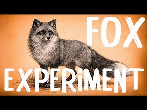 Soviet Scientists Tried to Create a Tame Fox — Here’s What Happened