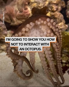 2M views · 16K reactions | What its like having a pet octopus...  | LADbible Australia | Facebook