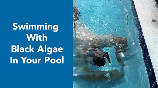 Is it safe to swim with black algae in my pool? - Zagers Pool & Spa
