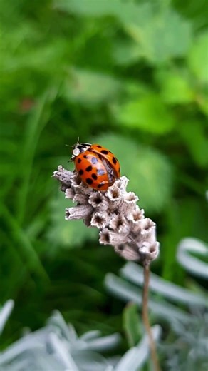 Ladybugs can actually BLEED from their knees!” 🐞😳