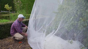 2.4K views · 166 reactions | Netting My Apple Tree To Protect It From Codling Moth How To Stop Coddling Moth: https://www.youtube.com/watch?v=aa_LwaDB3nM Up to 75% off Sprig Runout Sale PLUS and extra 10% off everything Black Friday is on! Apply the coupon code FRIDAY, Shop Now and Save! www.vasilisgarden.com Real People, Real Gardens, Real food! Maresi! | Vasili's | Facebook