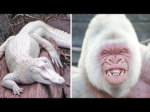 9 schönsten Albino-Tiere