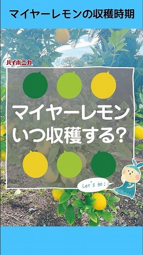[#Hyponica] When should I harvest Meyer lemons? [#HomeGardening]