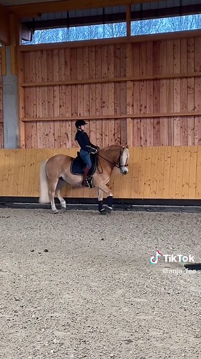 Sammy the Haflinger Horse Returns for Dressage 🐴