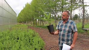 Siberian Larch has green foliage which emerges light green in spring. The needle-like leaves turn an outstanding gold in the fall. Neither the flowers nor the fruit are ornamentally significant. The rough gray bark and gold branches add an interesting dimension to the landscape. A tall, loose coniferous tree with fine, deciduous needles, starting bright green in spring and turning brilliant gold in fall; prefers moist locations and light soils; can look a little odd in winter without needles, bu