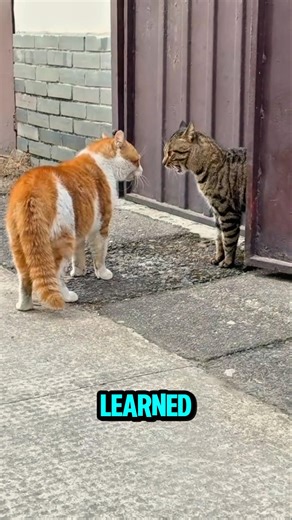 Why Cats Make That Weird Face 😺 | Quick Cat Fact #cat #animals #animalshorts