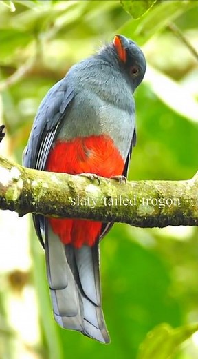 Pure Bird Sounds – Natural Chirping & Singing Without Music | Soothing Nature Ambience