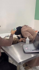 📍Cabine Vétérinaire Sidi Maarouf Dr. EL HADIR Zakaria #casablanca #dogsofinstagram #catlover | Dailyvet.22