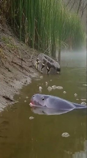Reticulated python gets electrocuted while hunting eel The funniest moment ever