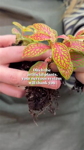 Transform Your Space with Real Plants