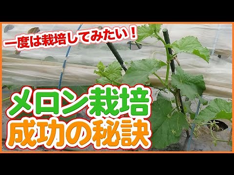 How to grow melons for Japanese farmers.