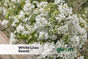 100 White Lilac Seeds: Fragrant Flowering Shrub (syringa Vulgaris) - Etsy
