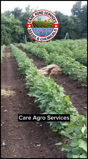 #Crops #Cotton #Wheat #Maize #Rice #Technology #Agriculture #Farming #Farm #Agri #Business #Seed #Selling #Sell #Farmlife #tractor #Pakistan #ziraat #agripics #Allcrops #farmanimals #agriculturelife #organicfarm #organiktarım #johndeere #garden #careagroservices #farmhousedecor | 𝗞𝗜𝗦𝗔𝗡 𝗖𝗔𝗥𝗘